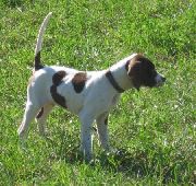 Puppy Pictures